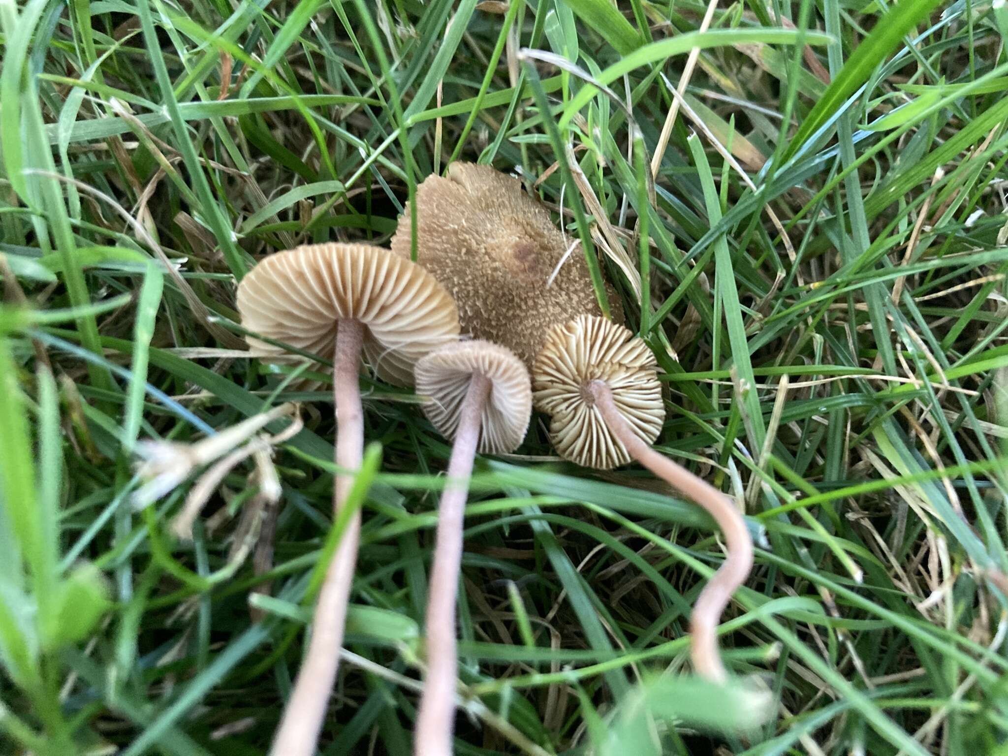 Image of Inocybe calospora Quél. 1881