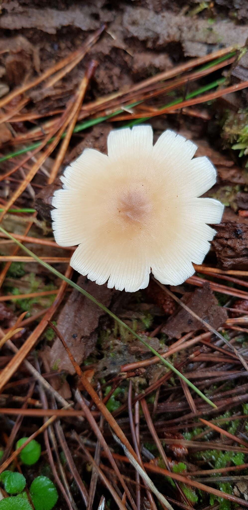 Image de Rhodocollybia incarnata (G. Stev.) J. A. Cooper 2014