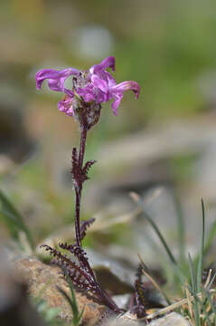 Image of Pedicularis crassirostris Bunge