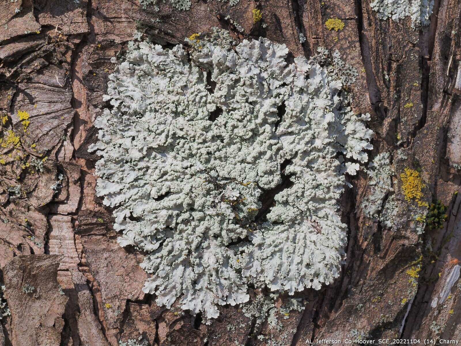 Image of shield lichen