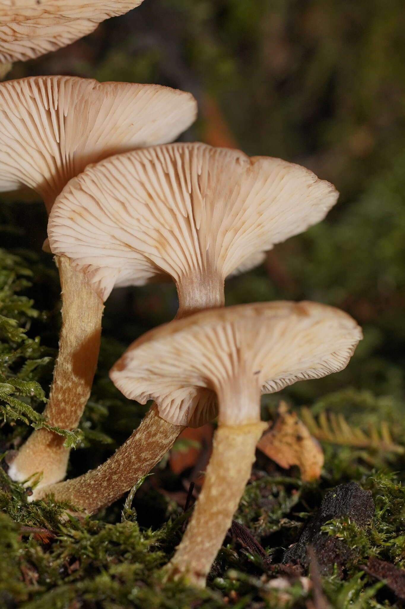 Image de Armillaria hinnulea Kile & Watling 1983