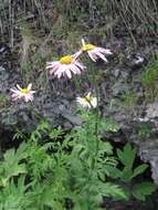 صورة Tanacetum coccineum (Willd.) Grierson