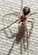 Image of Theridion melanurum Hahn 1831