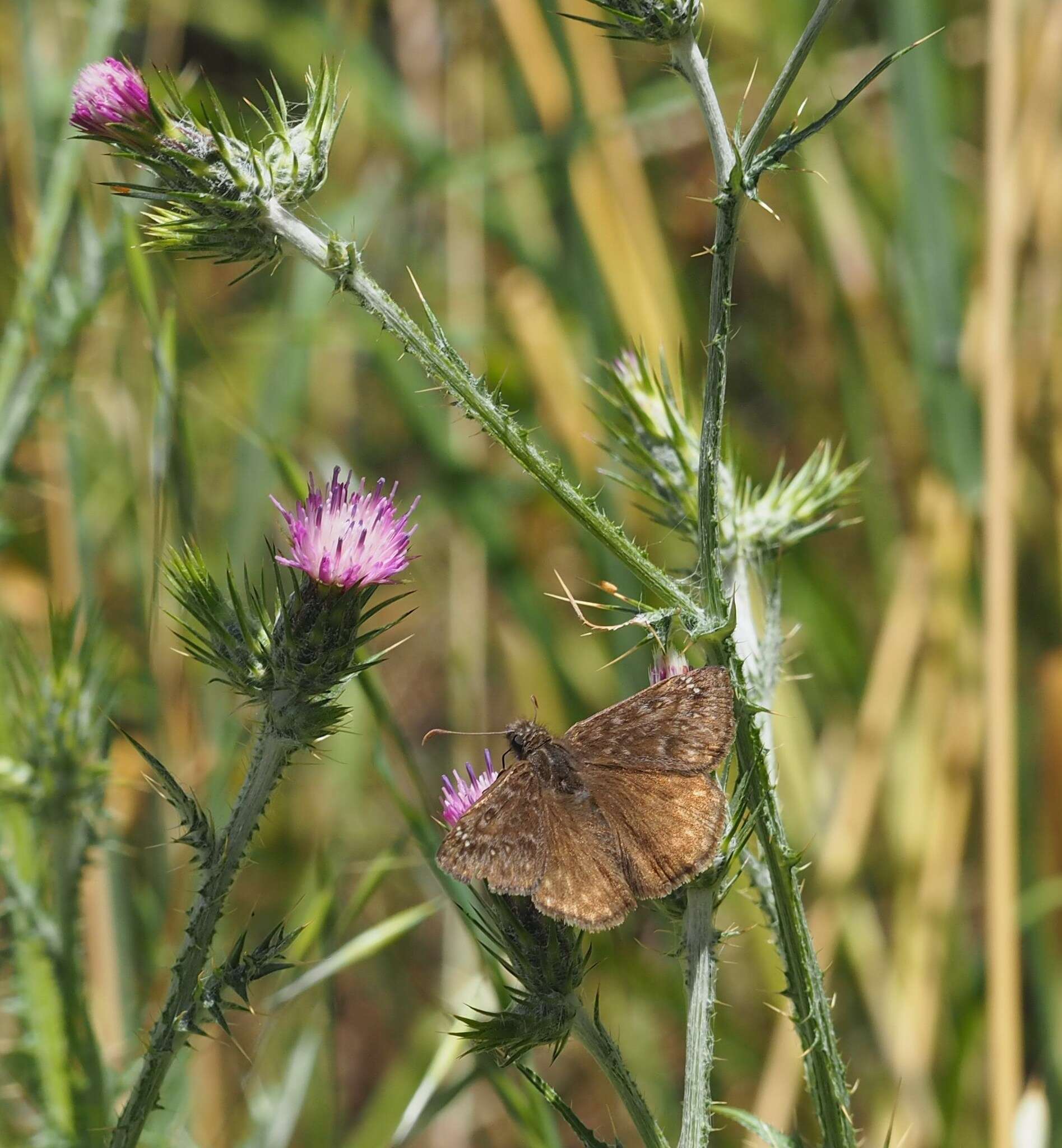 Image of Italian plumeless thistle