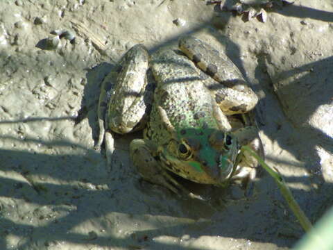 Image of Balkan Water Frog