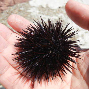 Image of Black Sea urchin