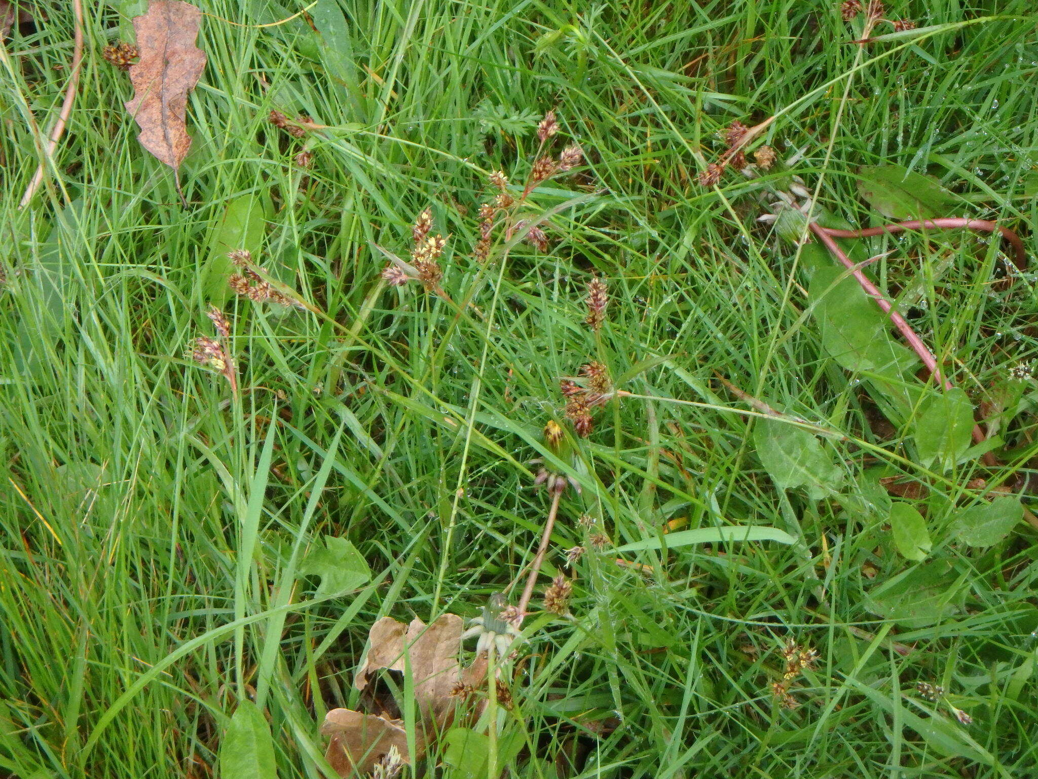 Image of field woodrush