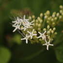 Sivun Clerodendrum colebrookianum kuva