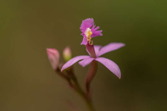 Image de Epidendrum ackermanii Hágsater