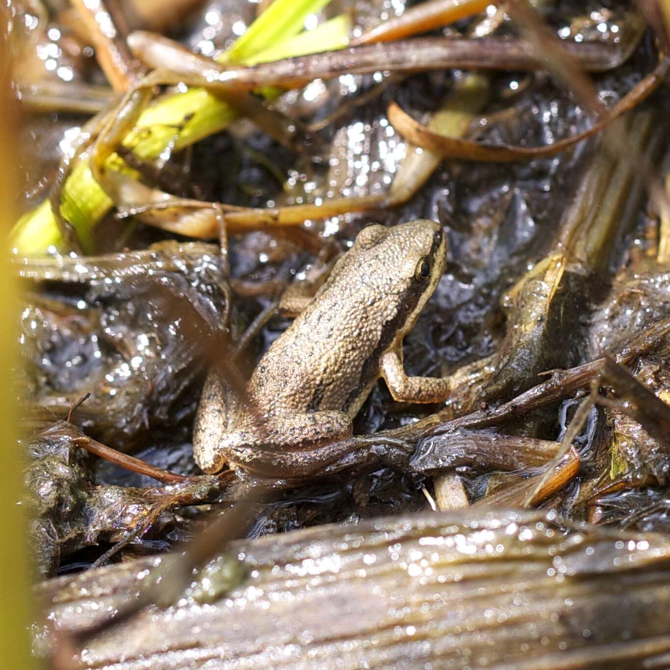 Image of Boreal Chorus Frog