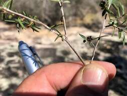 Image de Leptospermum microcarpum Cheel