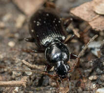 Agonum (Olisares) punctiforme (Say 1823)的圖片