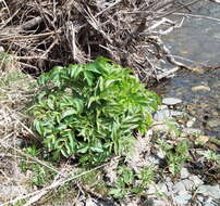 Image of Angelica decurrens (Ledeb.) B. Fedtsch.