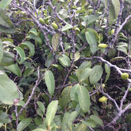 Imagem de Diospyros sandwicensis (A. DC.) Fosberg