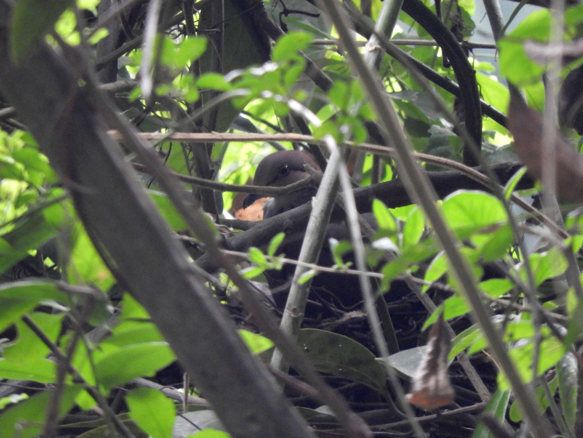 Image of White-throated Quail-Dove