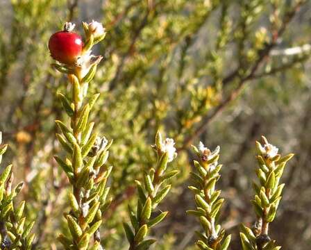 Image of Phylica rogersii Pillans