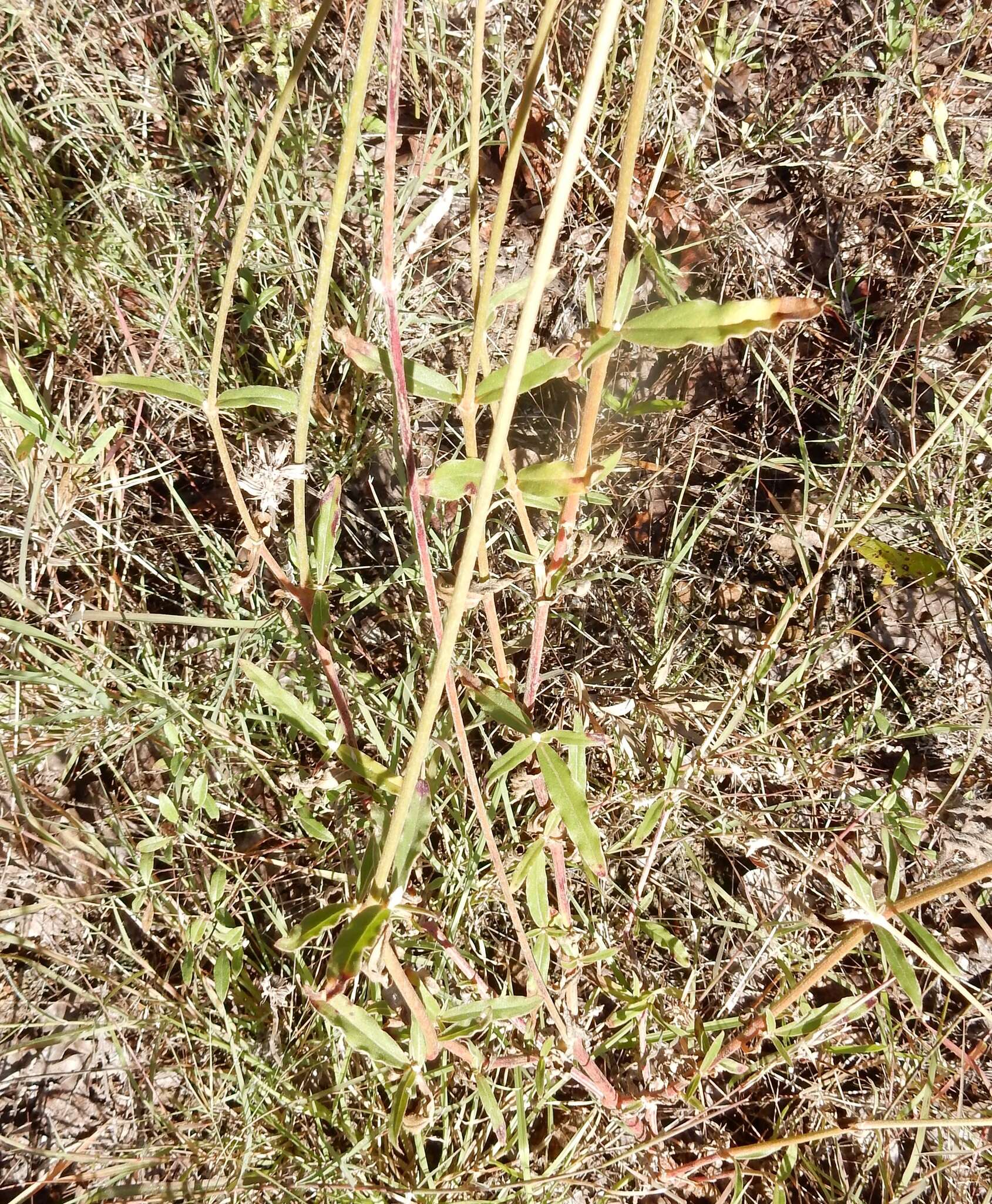 Image of plains snakecotton