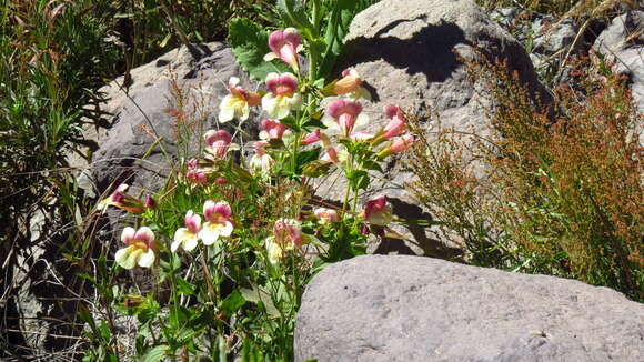 Image of Erythranthe naiandina (J. M. Watson & C. Bohlen) G. L. Nesom