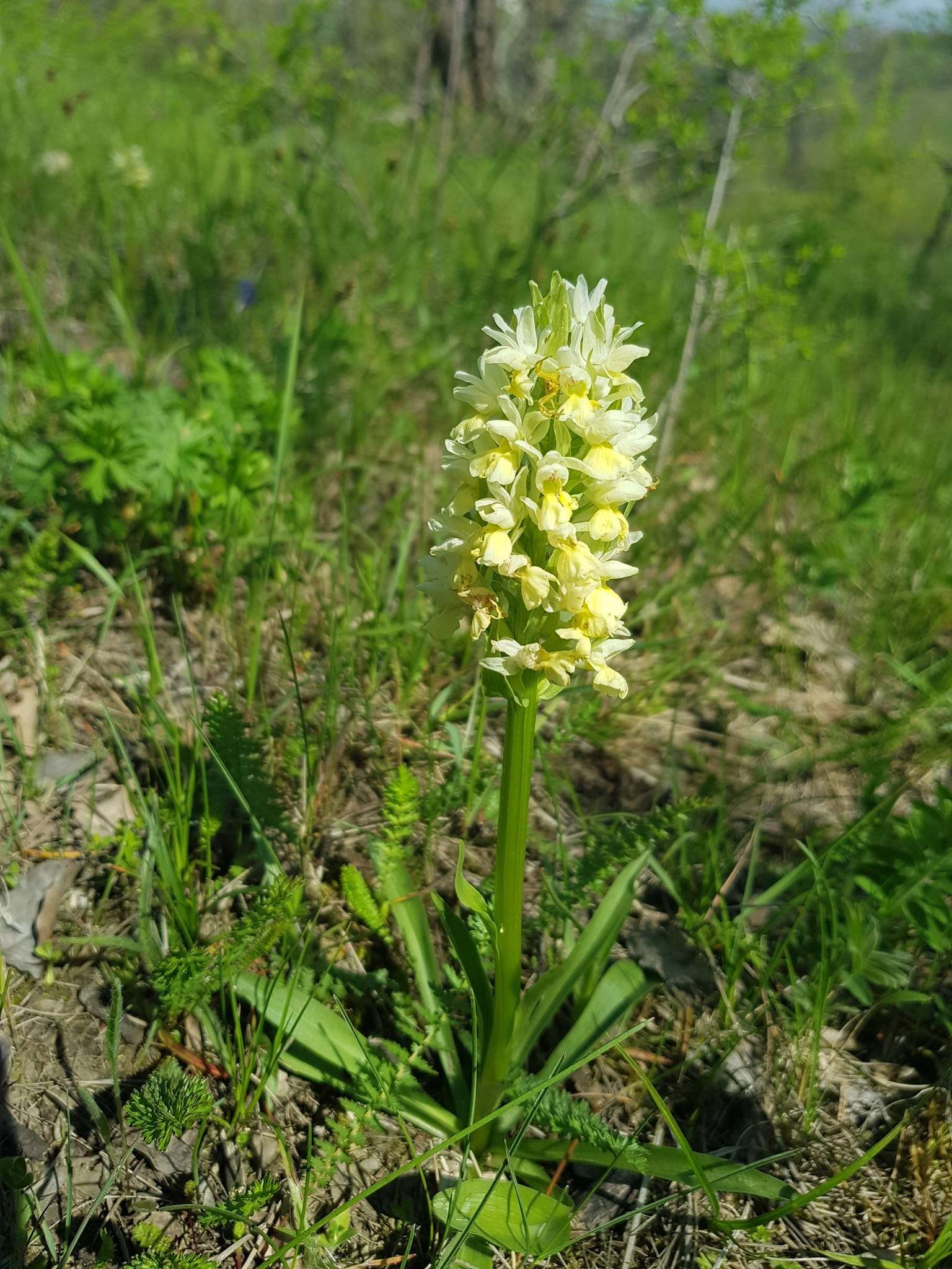 Image de Dactylorhiza romana subsp. georgica (Klinge) Soó ex Renz & Taubenheim