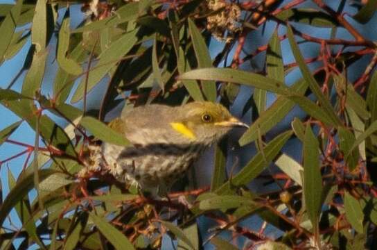 Image of Yellow-plumed Honeyeater