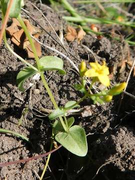 Image de Sebaea aurea (L. fil.) Sm.