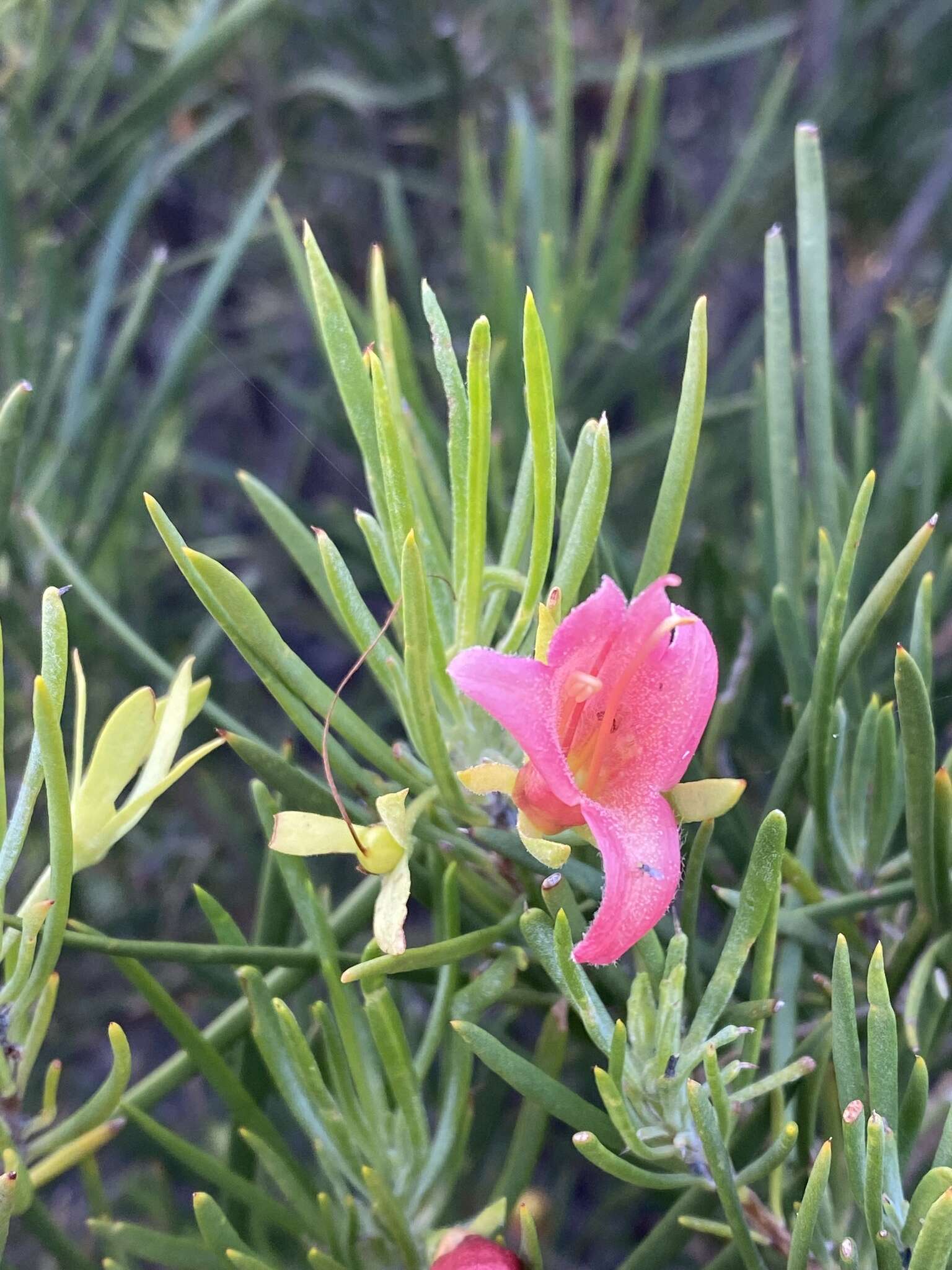 Image of Eremophila oldfieldii subsp. angustifolia (S. Moore) Chinnock