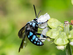 Thyreus caeruleopunctatus (Blanchard 1840) resmi