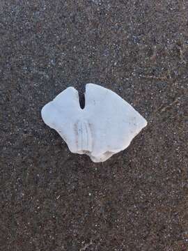 Image of Sand dollar