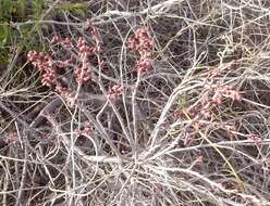 Rhus aromatica var. serotina (Greene) Rehd. resmi