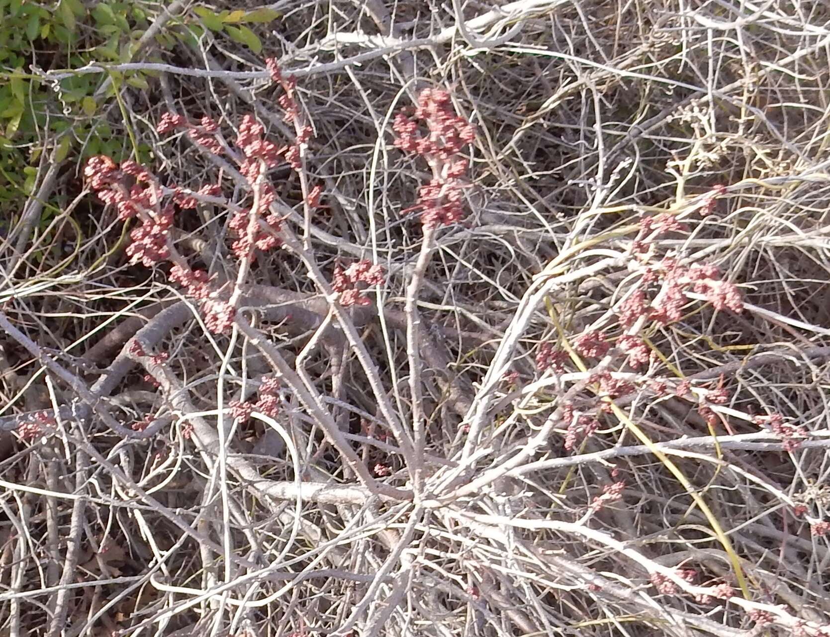 Слика од Rhus aromatica var. serotina (Greene) Rehd.