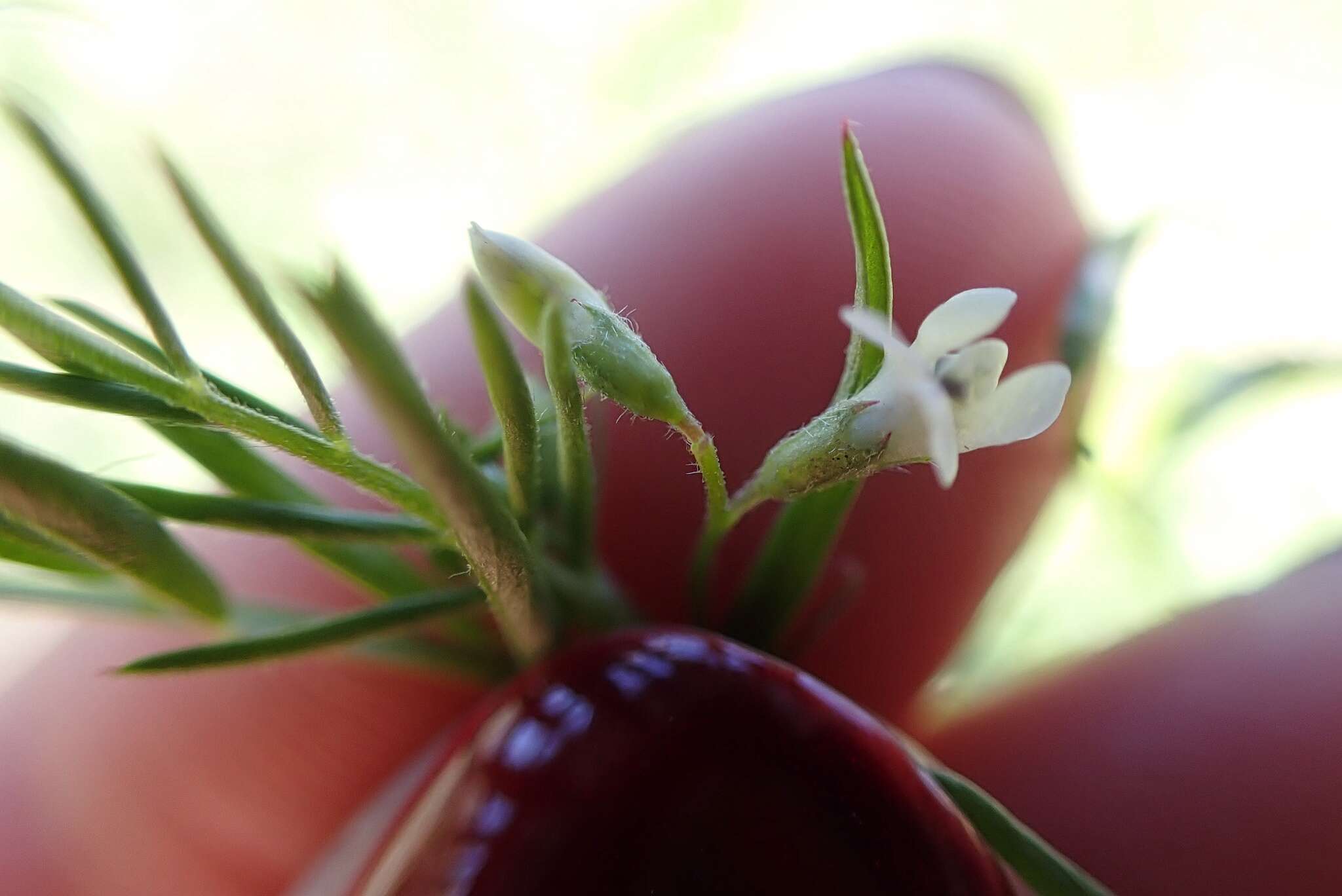 Слика од Vicia ludoviciana subsp. ludoviciana