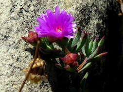 Image of Lampranthus emarginatus (L.) N. E. Br.