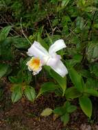 Image of Sobralia chrysostoma Dressler