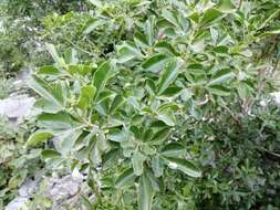 Sivun Helietta parvifolia (Gray ex Hemsl.) Benth. kuva