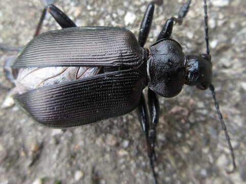 Слика од <i>Calosoma maximowiczi</i>