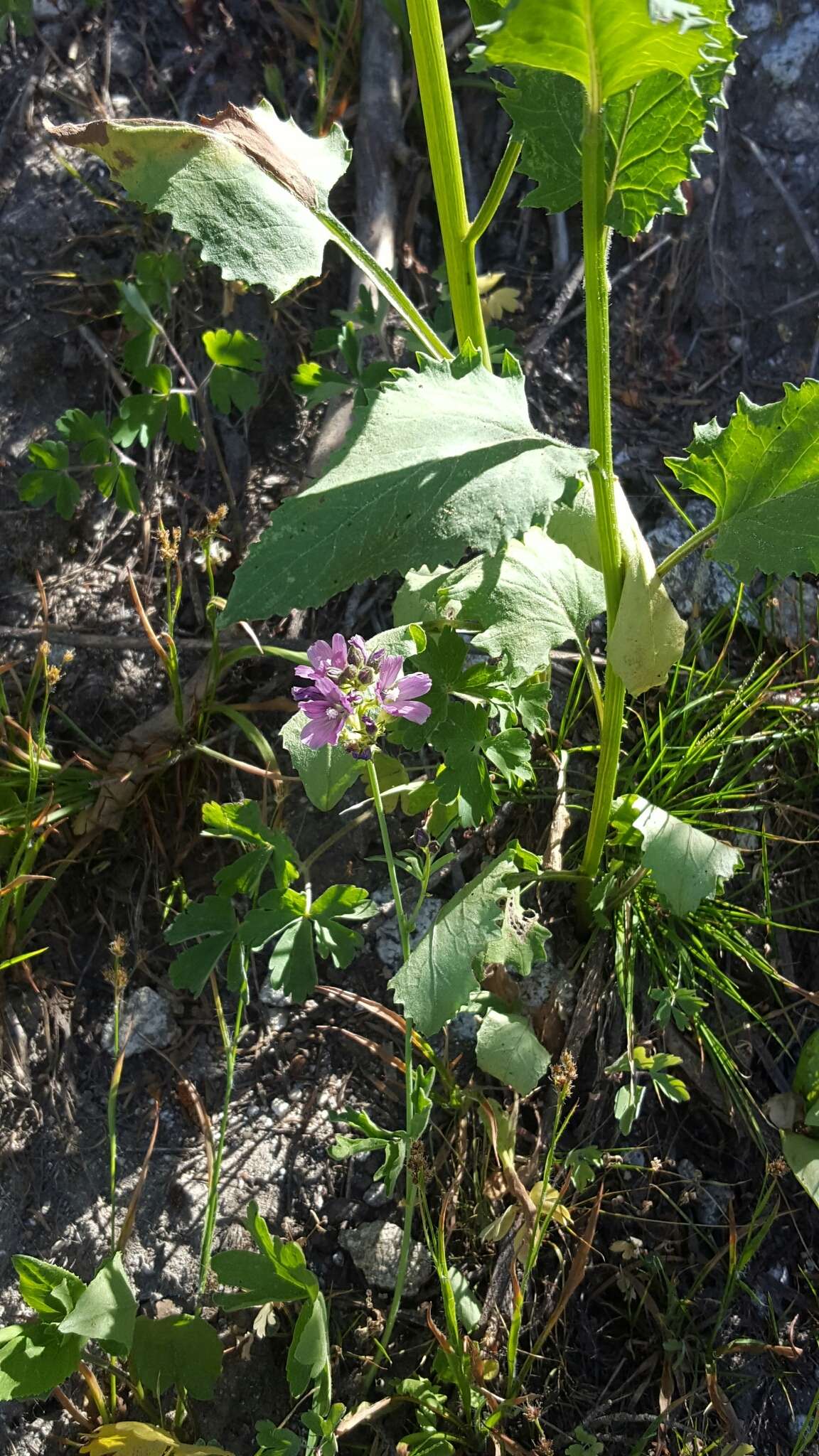 Imagem de Sidalcea asprella Greene