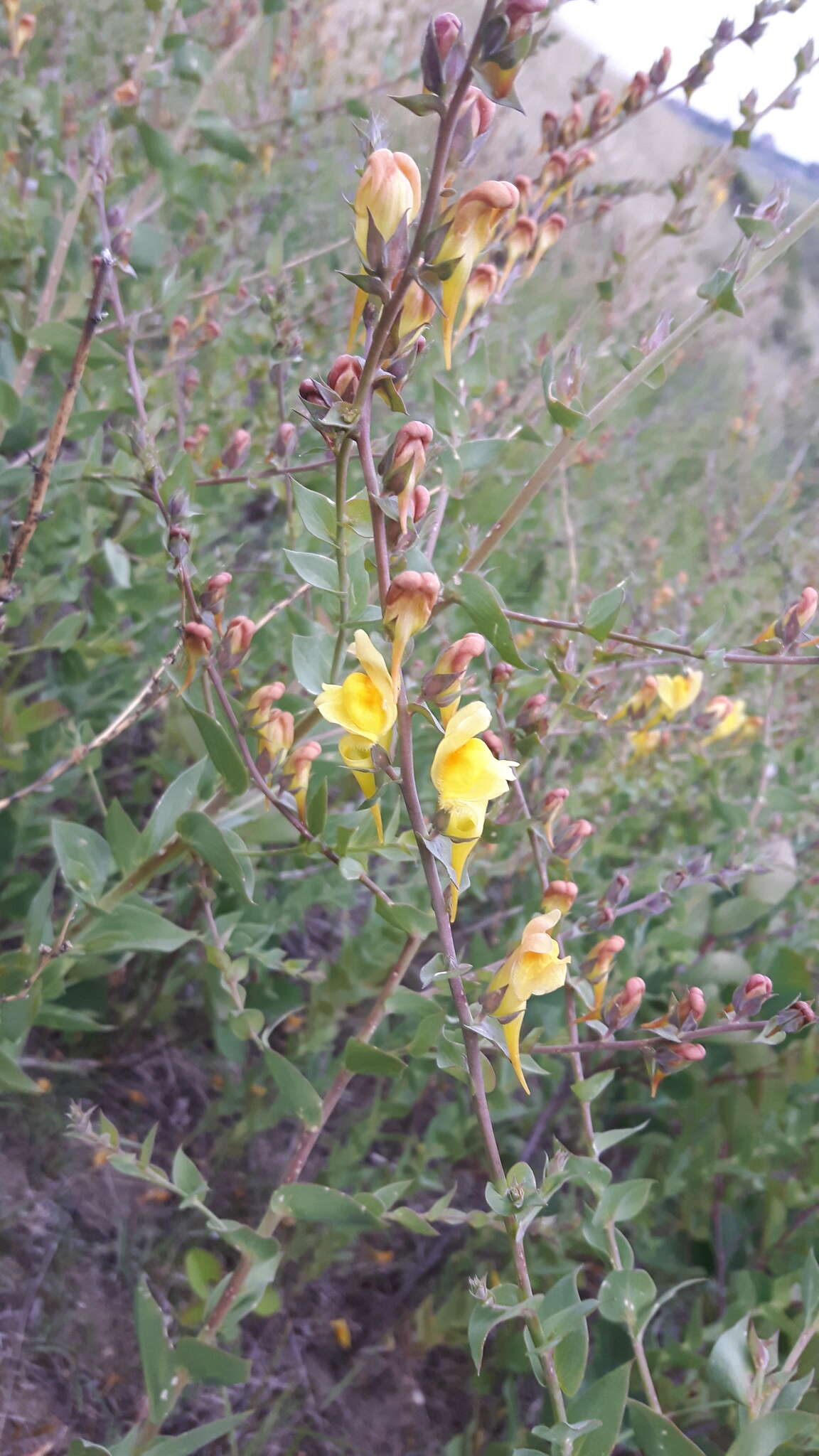 Plancia ëd Linaria dalmatica (L.) Mill.