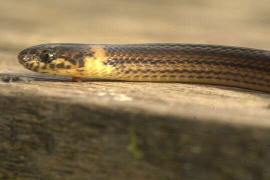 Image of Cope's Tropical Ground Snake