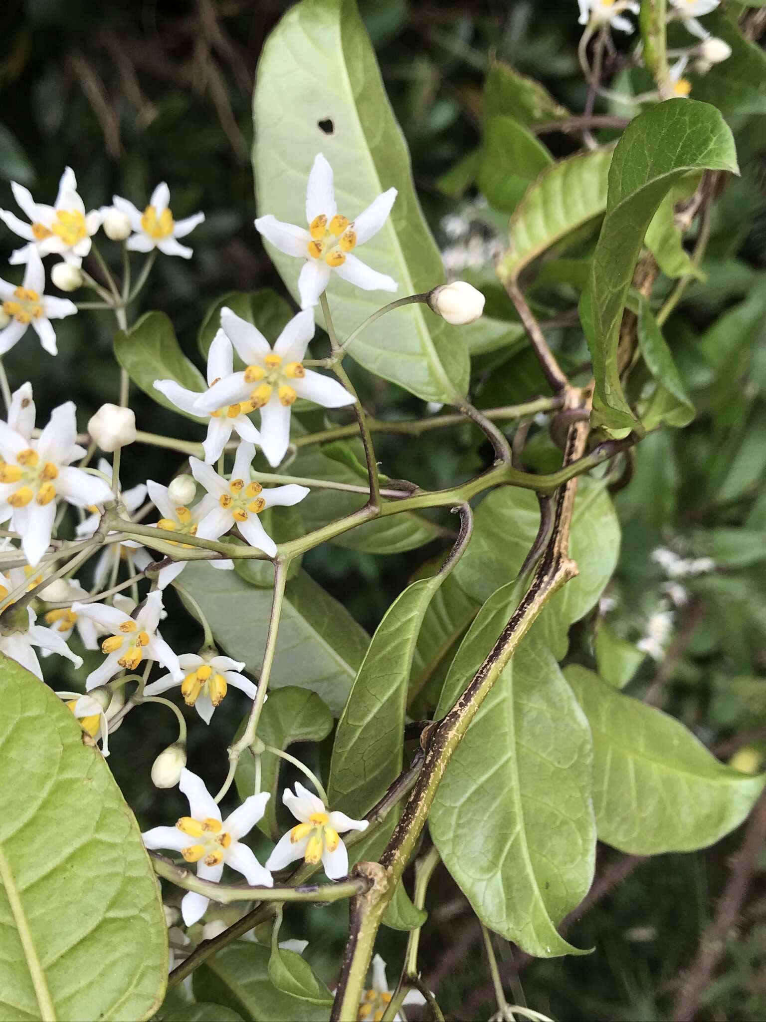 Image of Solanum luculentum C. V. Morton ex S. Knapp