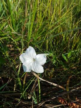 Imagem de Ruellia noctiflora (Nees) Gray