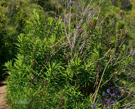 Image de Lobelia excelsa Bonpl.