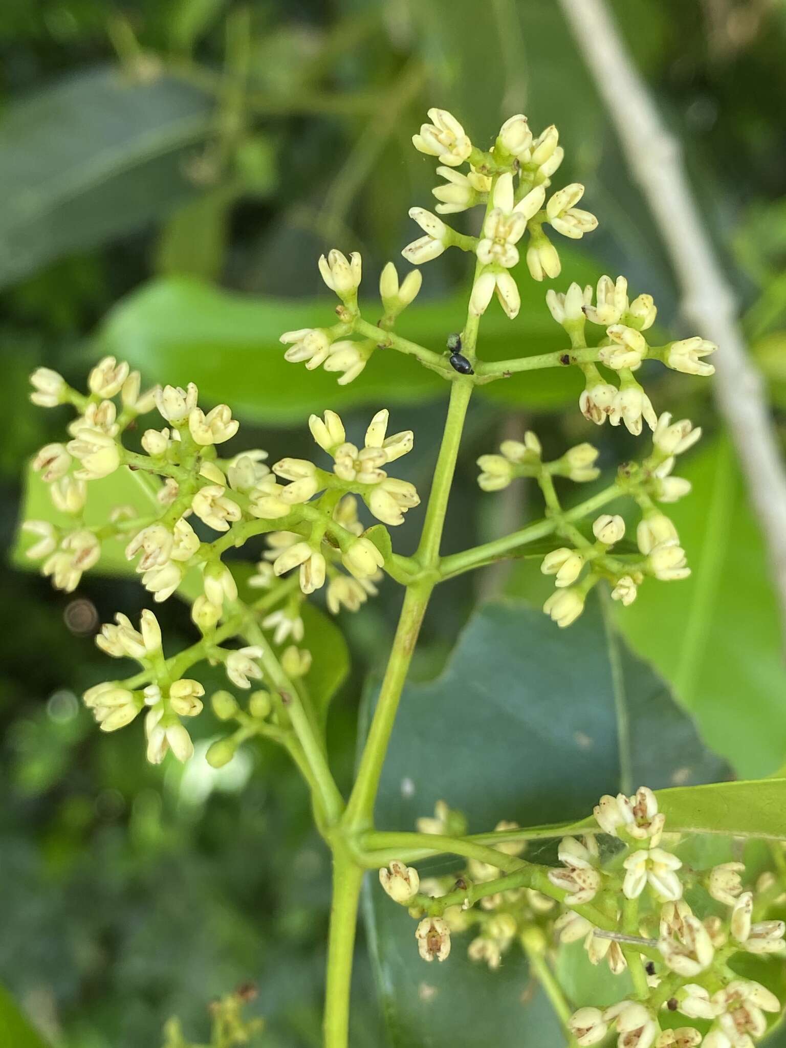 Image de Chionanthus ramiflorus Roxb.