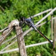 Image of Bar-winged Skimmer