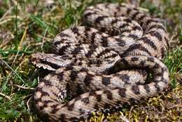 صورة Vipera aspis atra Meisner 1820