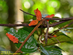 Image of Agelaea borneensis (Hook. fil.) Merr.