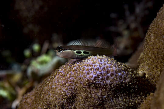 Image of Twin-spot Combtooth-Blenny