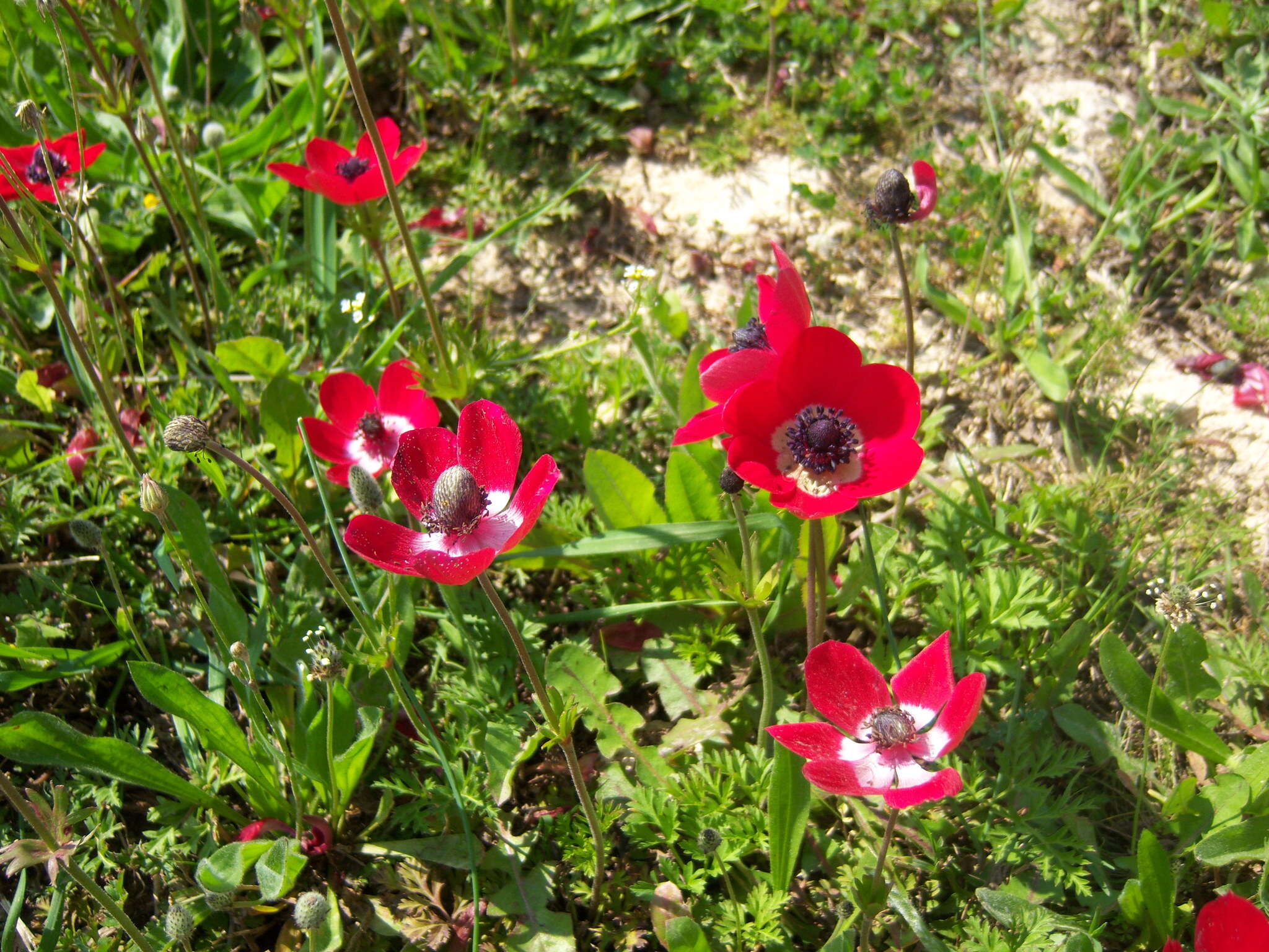 Imagem de Anemone coronaria L.