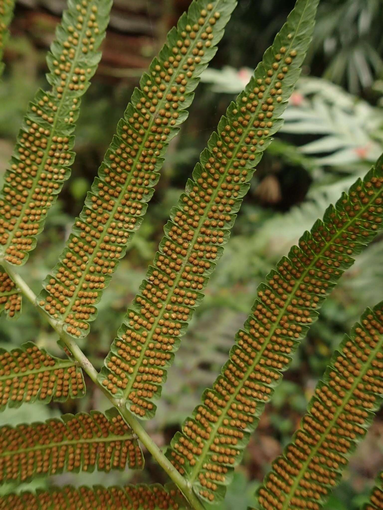 Image of Reholttumia truncata (Poir.) S. E. Fawc. & A. R. Sm.