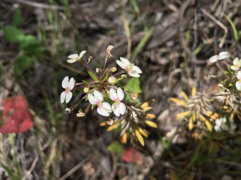 Image of Stylidium rhynchocarpum Sond.