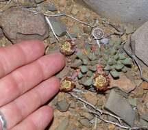 Image of Cheiridopsis namaquensis (Sonder) Hartmann